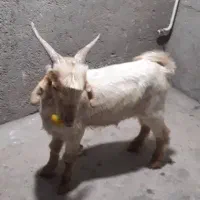 یک عدد بز|حیوانات مزرعه|اهرم, |دیوار