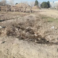 جی-شیر-100متری