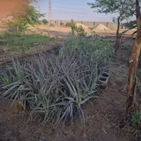 سلام نهالستان امبین بندر ماهشهر|خدمات باغبانی و درختکاری|بندر ماهشهر, |دیوار