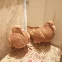 دو عدد جوجه زرد کرمونی و یک کرباتی