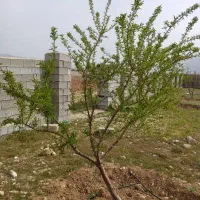 باغچه دشت ارژن|فروش زمین و ملک کلنگی|برازجان, |دیوار