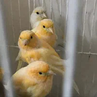 ۱۱عدد قناری|پرنده|بیرجند, |دیوار