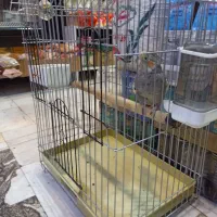 عروس هلندی جوان