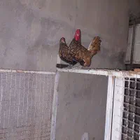 مرغ مینیاتری|حیوانات مزرعه|خرمشهر, |دیوار