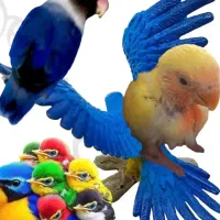 پرنده