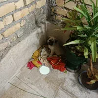 سگ سرابی اصیل معاوضه با کبوتر