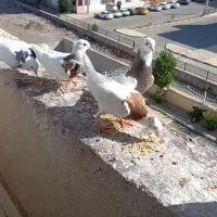 چهار عدد جوانه طوقی پرشی