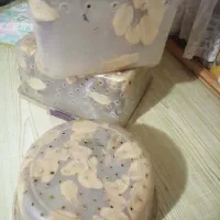 واگذاری حلزون یک جا به تعداد بالا|خزنده|تهران, باغ خزانه|دیوار