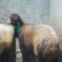 گوسفند آبستن سه ماه نیم  سنو‌شده قزل افشار دوقلو
