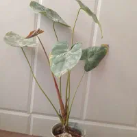 فروش ویژه گل های آپارتمانی وخاک با قیمت مناسب|گل و گیاه طبیعی|میبد, |دیوار