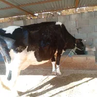 فروش گاو گوساله