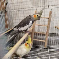 قفس، عروس هلندی