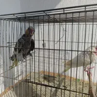 جوجه عروس هلندی سرلاکی