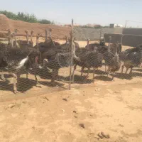 شترمرغ|حیوانات مزرعه|باشتین, |دیوار