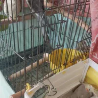 عروس هلندی مولدبا۴جوجه و۴تخم جدید|پرنده|تهران, شهرک امید|دیوار