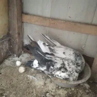 کبوتر جوجه کشی|پرنده|لنگرود, |دیوار