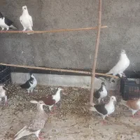 کبوتر زینتی پلاس