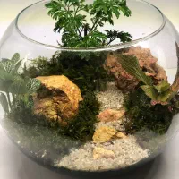 تراریوم و موساریوم هدیه روز مادر