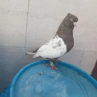 نمایشی|پرنده|شیراز, کرونی(خاتونک)|دیوار
