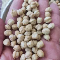 نخود بیرانشهر