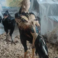 خروس لاری|حیوانات مزرعه|رحیم‌آباد, |دیوار