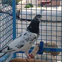 تیدی|پرنده|فشم, |دیوار