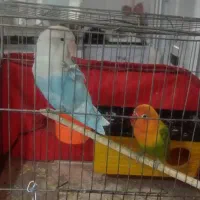 طوطی برزیلی