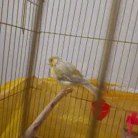 قناری  نر نوچه جوجه امسال به همراه قفس کلبه ای|پرنده|سیرجان, |دیوار