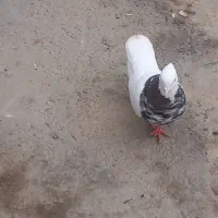 طوقی هفرنگ|پرنده|اسفرورین, |دیوار