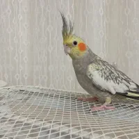 عروس هلندی ماده