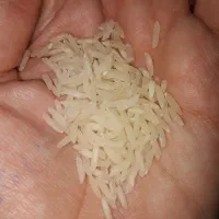 برنج پاکستانی مسکین ۵۷۲|خوردنی و آشامیدنی|مشهد, حسین‌آباد|دیوار