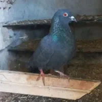 یک کبوتر زاغ ۱۵۰معاوضه هم دارم با هرچی|پرنده|گنبد کاووس, |دیوار