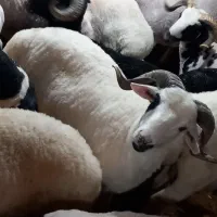 نر پروار