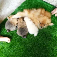 توله سگ های آپارتمانی عروسکی Pamerian|سگ|کرج, فاز ۱ مهرشهر|دیوار