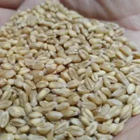 بذر گندم آبی پیشگام