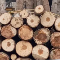 خرید و قطع انواع درختان با قیمت بالا