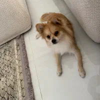 پامر اشپیدز ۲ ساله دو میلیون تومان