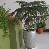 گل بنجامین کاج مطبق