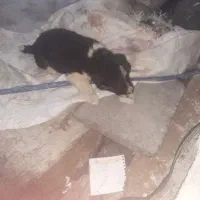 سگ قدر جونی