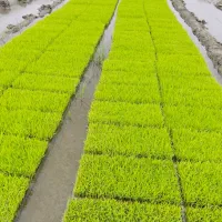 تیم دستگاهی طارم و هاشمی درجه یک