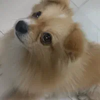 سگ پامراین روباهی