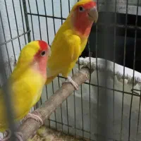 اسباب بازی