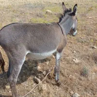 الاغ نر مناسب سواری|حیوانات مزرعه|ارژن, |دیوار