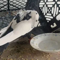 کفتر سرته سیاه