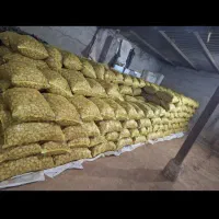 فروش بذرسیب زمینی|گل و گیاه طبیعی|اردبیل, |دیوار