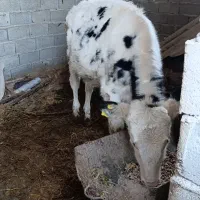 گوساله هشلتاین نر