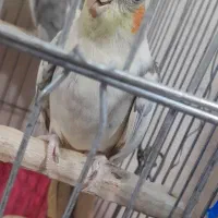 فروش عروس هلندی،دو جفت بالغ آماده تخم گذاری