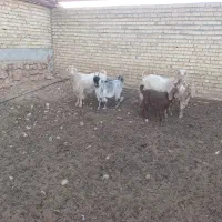 بز کهره دار