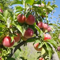 فروش عمده گردو بادام پسته نهال ژنوتیپ برتر|خدمات باغبانی و درختکاری|همدان, |دیوار