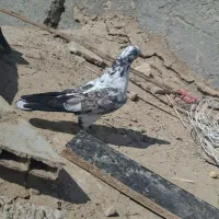 کبوتر گرفتنی